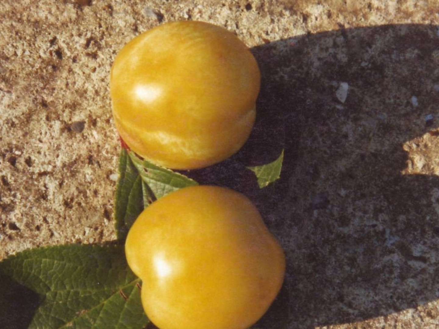 GOUTTE D'OR
